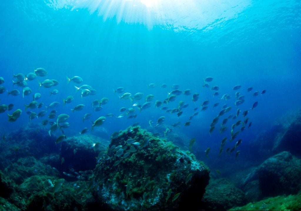 Uno degli elementi chiave è stato il deposito di nutrienti nel mare, trasportati da un'enorme nuvola di polvere sahariana sollevata dalla tempesta. Ma l'impatto più straordinario è derivato dalle onde giganti generate dal vento.
