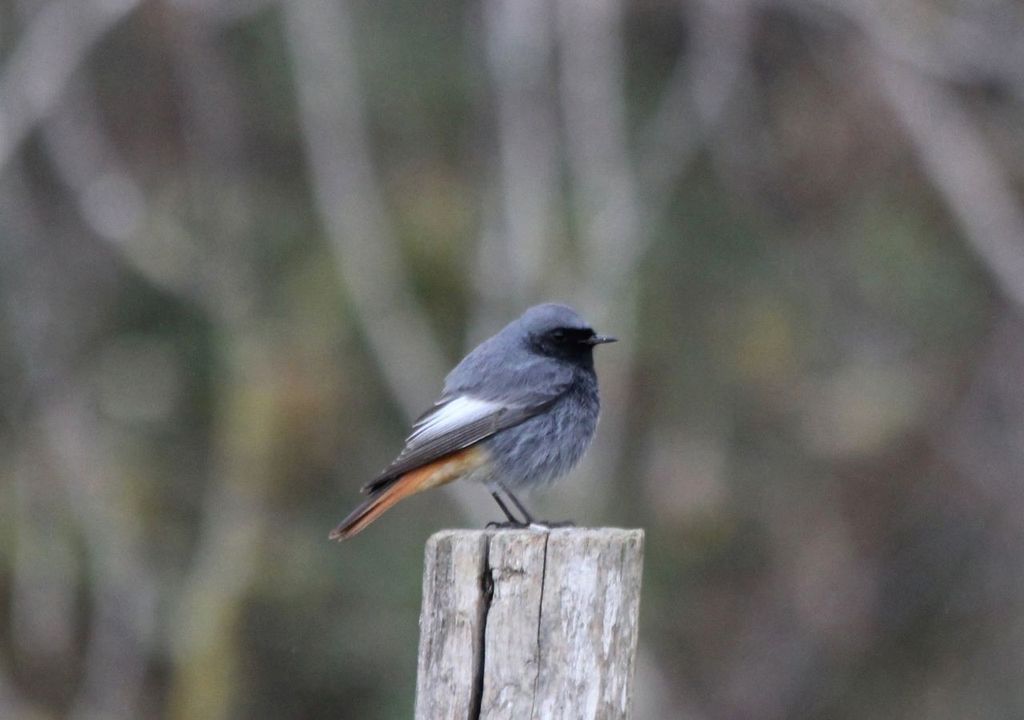 Codirosso spazzacamino Codirosso spazzacamino
