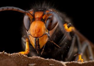 El escarabajo que come plástico, una valiosa ayuda contra la contaminación de nuestro planeta