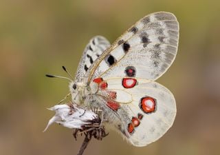 El encanto de la mariposa Apolo, una auténtica reliquia de la Edad de Hielo