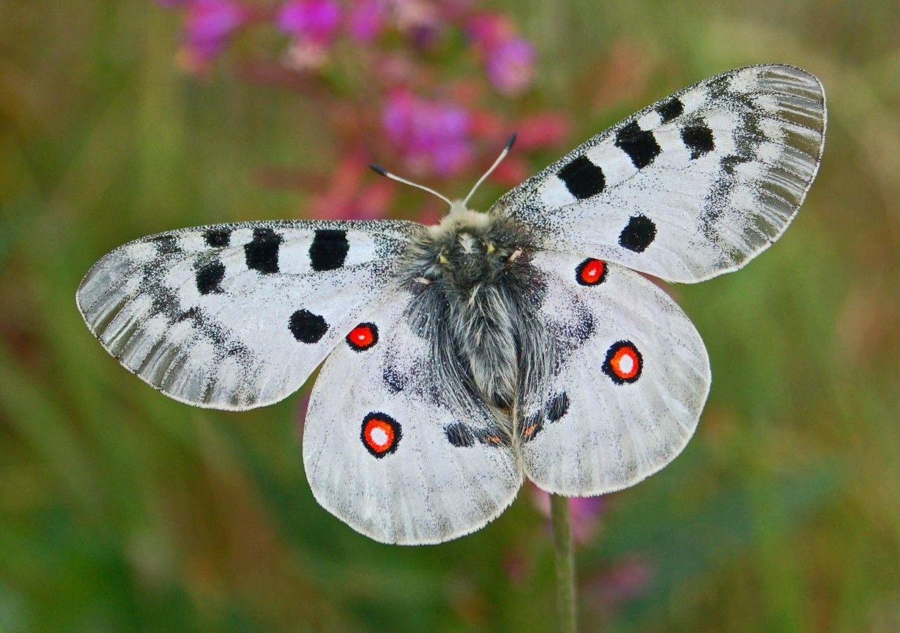 Le farfalle Apollo adulte si possono vedere volare nel periodo tra maggio a settembre, periodo in cui si nutrono di nettare dei fiori di varie piante come i cardi selvatici.