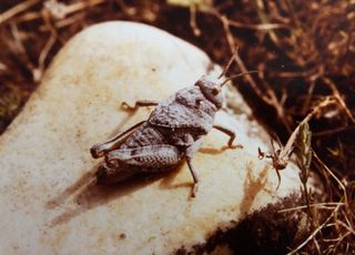 Il faut sauver le criquet de Crau ! Pourquoi cette espèce est-elle en danger ? Comment la protéger ?