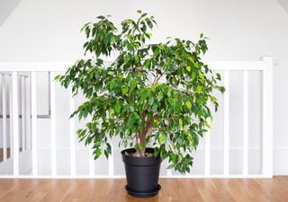 Il Ficus benjamina e i problemi pi&ugrave; comuni che affliggono questa pianta d&rsquo;appartamento molto diffusa