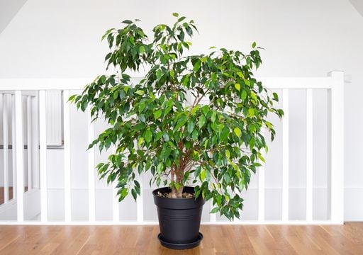Il Ficus benjamina e i problemi pi&ugrave; comuni che affliggono questa pianta d&rsquo;appartamento molto diffusa