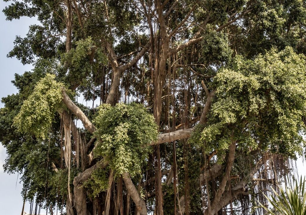 Albero secolare di Ficus benjamina in natura