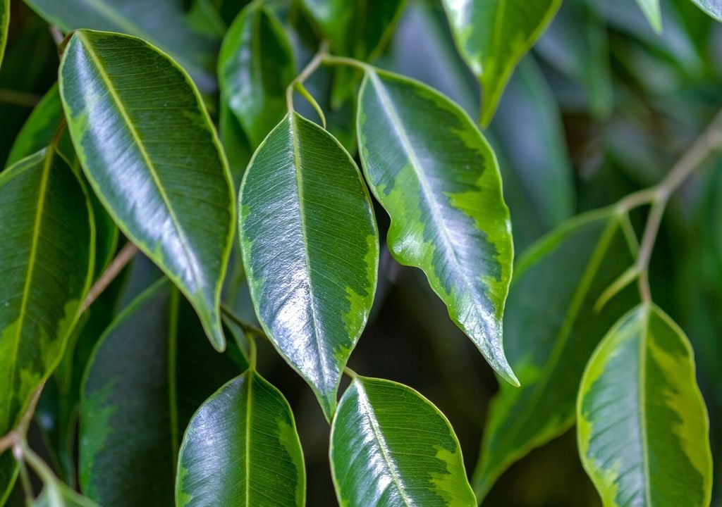 Un fico beniamino in salute presenta foglie ovali, appuntite e di colore verde brillante o variegato