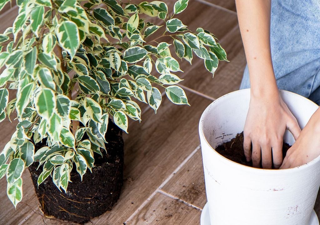 Il rinvaso è fondamentale per lo sviluppo dell'apparato radicale e, di conseguenza, per lo sviluppo in altezza della parte aerea della pianta