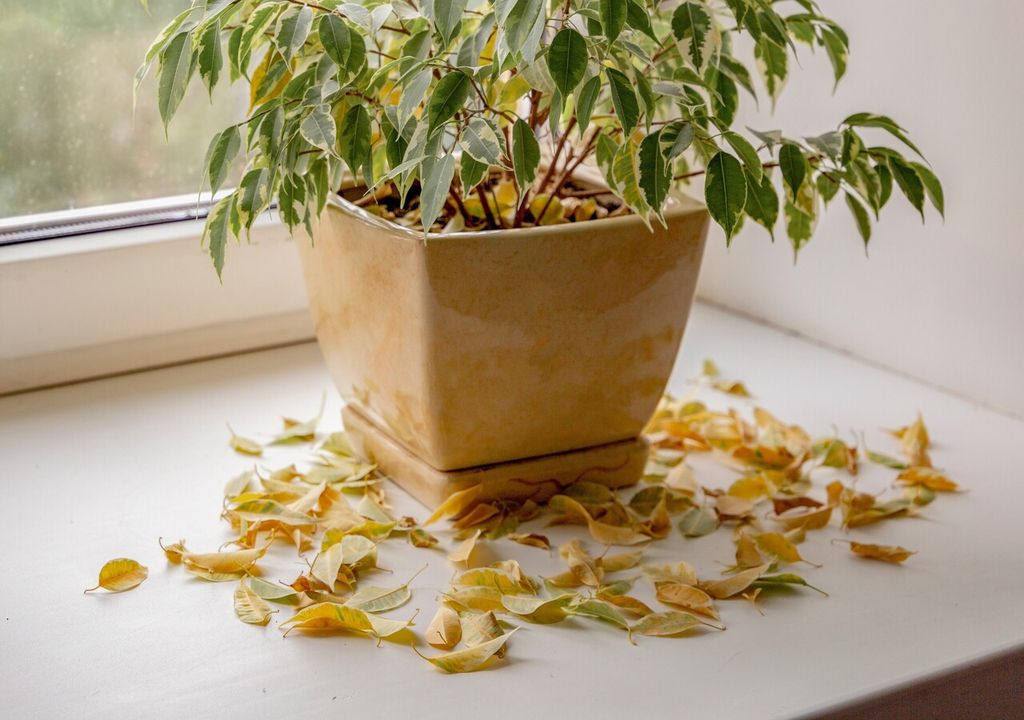 Anche il fico beniamino, nel corso dell'anno, va incontro a un graduale ricambio delle foglie; tuttavia, se questo fenomeno avviene in grandi quantità e non è seguito dalla crescita di nuove foglie, è il segnale che la pianta non sta bene