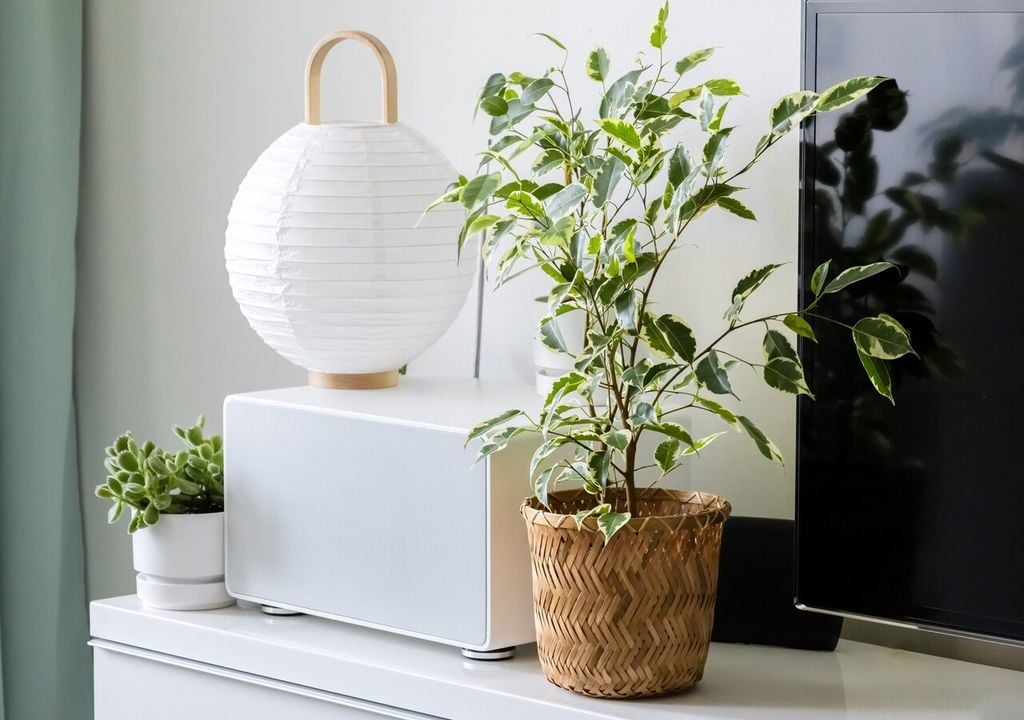 Grande o piccolo, il fico beniamino è un complemento d'arredo che si integra perfettamente in qualsiasi stanza e posizione della casa