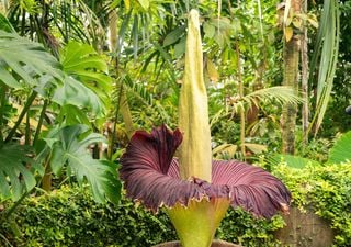La flor que huele a muerte pero todos quieren ver: descubriendo la rara y fugaz 