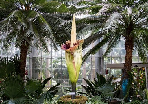 The Flower That Smells Like Death but Everyone Wants to See: Discovering  the Rare and Fleeting "Corpse Flower"
