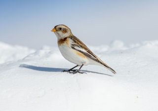 Il fringuello alpino a serio rischio estinzione, ecco le cause svelate in uno studio