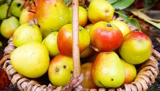 Il frutto che richiede pazienza per diventare buono: 5 curiosit&agrave; sul sorbo domestico