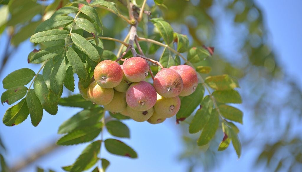 Produce i primi frutti dopo 10-15 anni