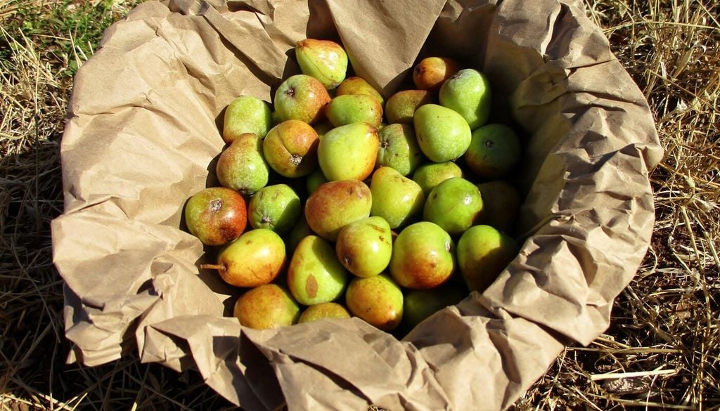 I frutti appena raccolti non sono ancora commestibili