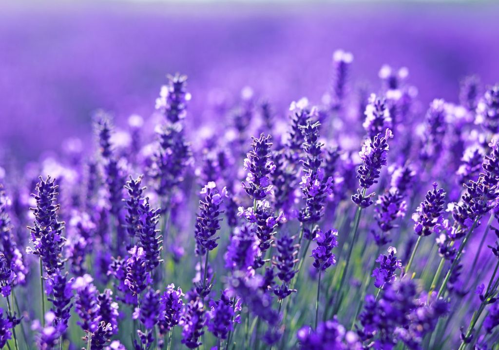 Giardino delle Erbe - Emilia Romagna