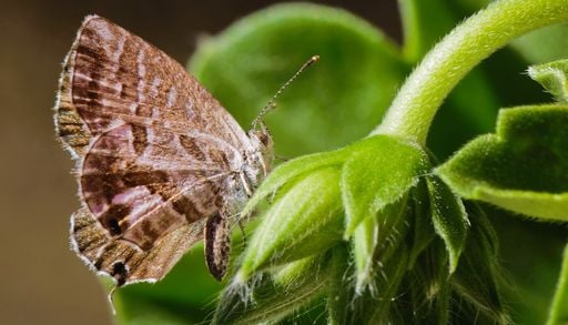 Il lepidottero del geranio &egrave; in agguato: 7 strategie efficaci per proteggere i tuoi gerani