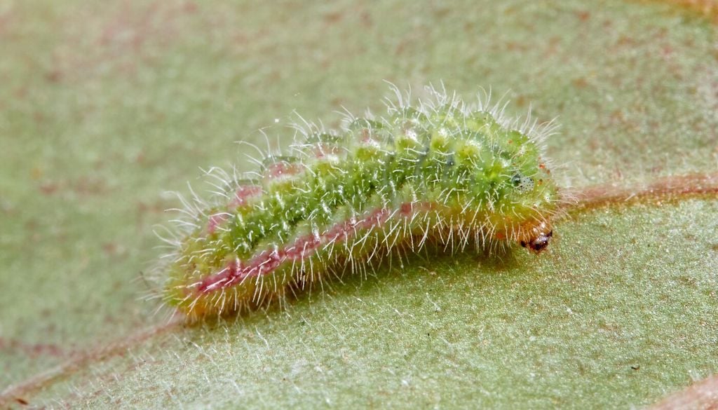 Larva di Cacyreus marshalli