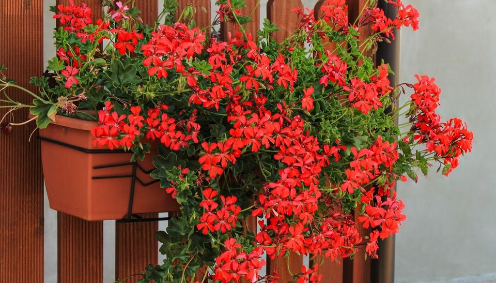 Geranio edera (Pelargonium peltatum)