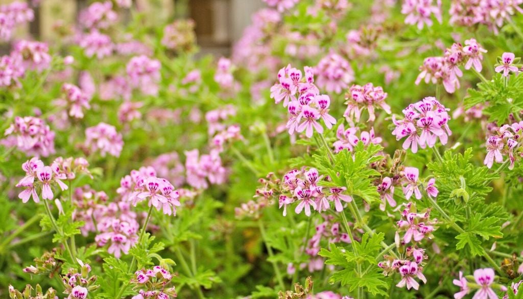 Geranio citronella (Pelargonium graveolens)