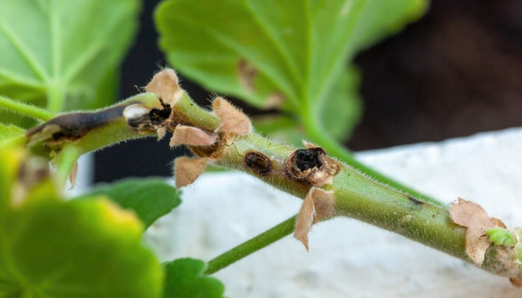 L'imbrunimento dei fusti è un sintomo caratteristico della presenza del lepidottero del geranio