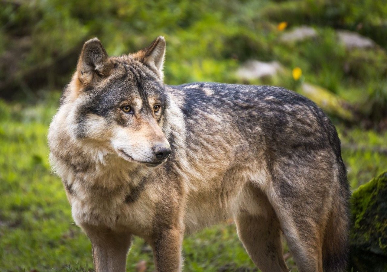 Conosciuto scientificamente come Canis lupus italicus, questa sottospecie endemica dell’Italia è avvolta da un’aura di mistero che ne fa uno degli animali più affascinanti e leggendari del nostro Paese.