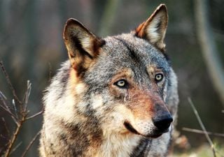 La storia del lupo appenninico, il signore silenzioso delle montagne italiane