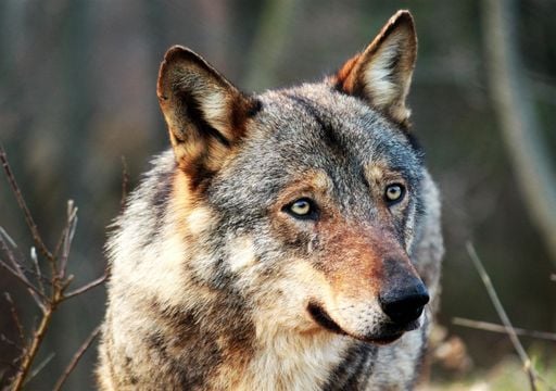 La storia del lupo appenninico, il signore silenzioso delle montagne italiane