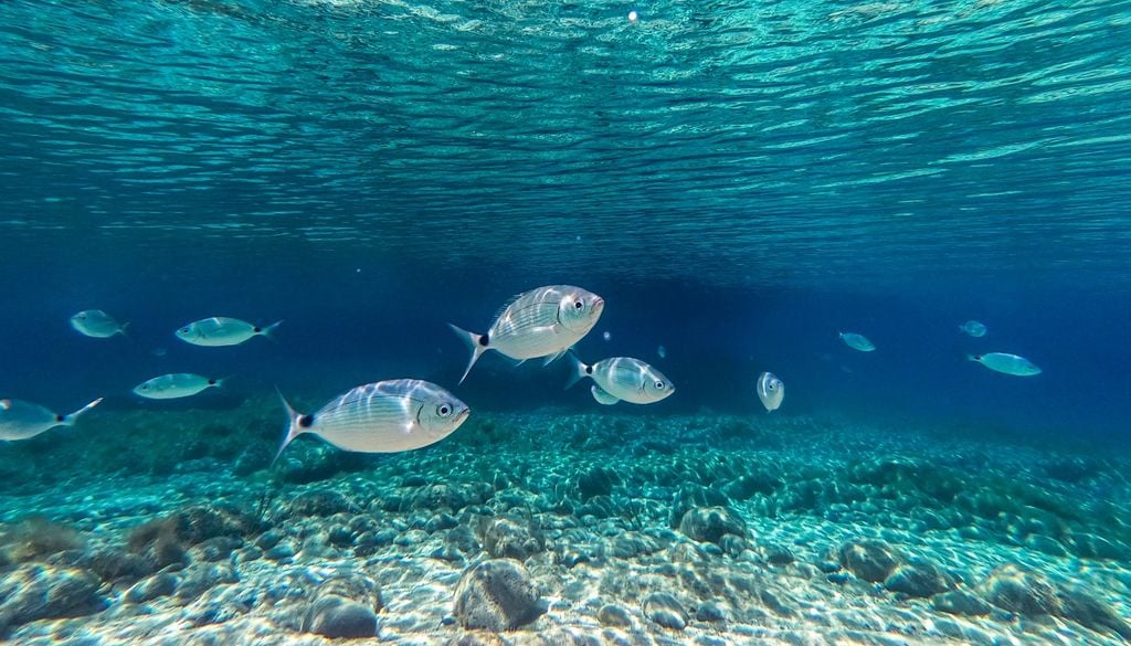 Ricerche approfondite, come quelle condotte in ambito universitario, sottolineano che la valutazione corretta della salubrità di un ambiente marino non si basa sul singolo guscio, ma sulla struttura dell'intera comunità vivente.