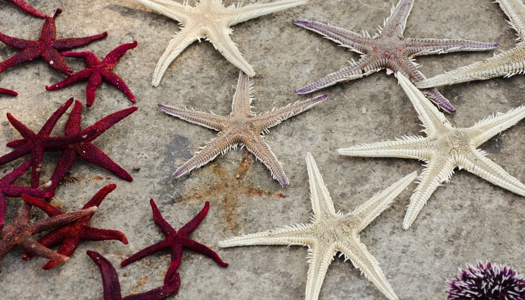 Le stelle marine sono organismi estremamente delicati e non dovrebbero mai essere rimosse dall'acqua, nemmeno per pochi minuti. Rimuoverle anche per poco tempo dal loro ambiente significa spesso condannarle a morte.