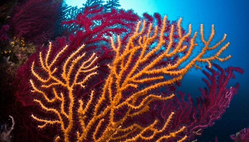 Corallo. Un effetto visibile e drammatico sono le mortalità di massa di organismi bentonici. Gorgonie come Paramuricea clavata, coralli rossi e spugne hanno subito eventi catastrofici.