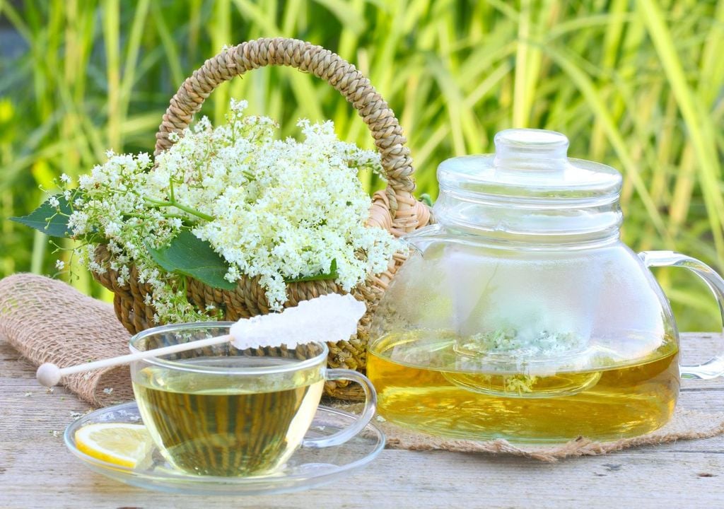 I fiori di sambuco, tra i più noti fiori commestibili di aprile