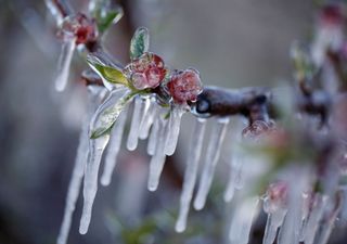 Il mese di marzo in Italia: alto rischio di episodi di gelo tardivo? Ecco la linea di tendenza del modello di Meteored