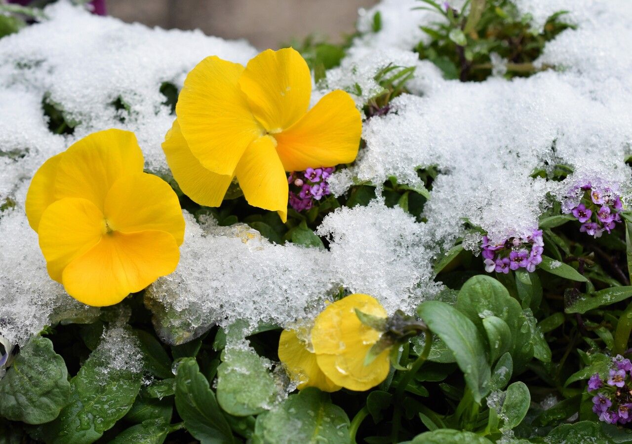 5 fiori che sbocciano durante l'inverno, accogliendo la primavera con colori e profumi: scopri di quali specie si tratta