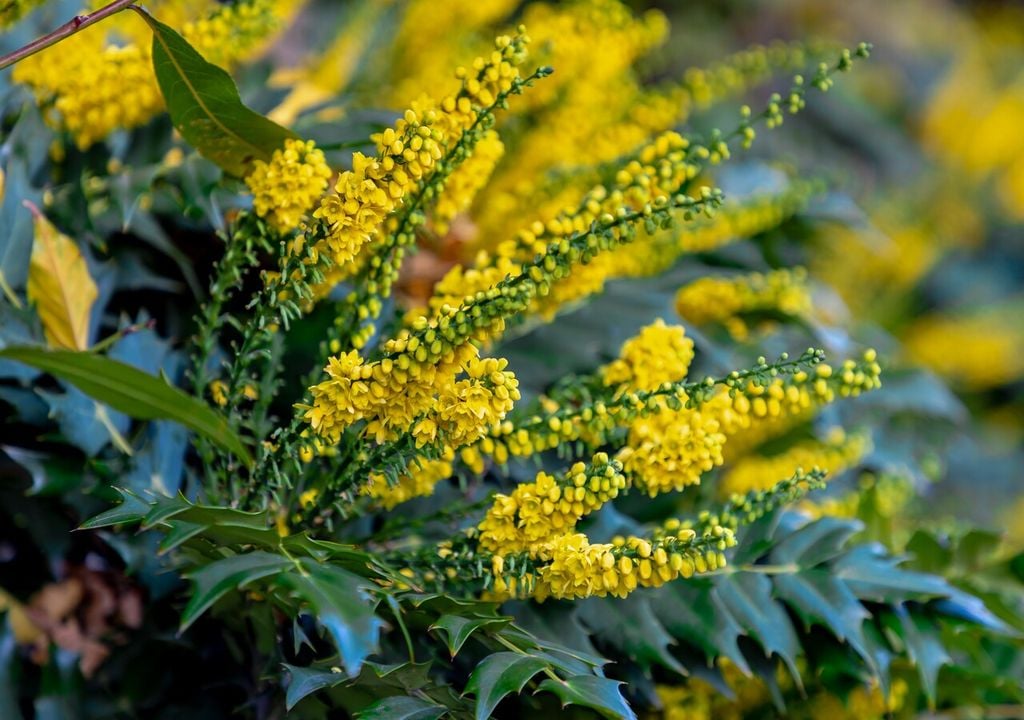 Mahonia