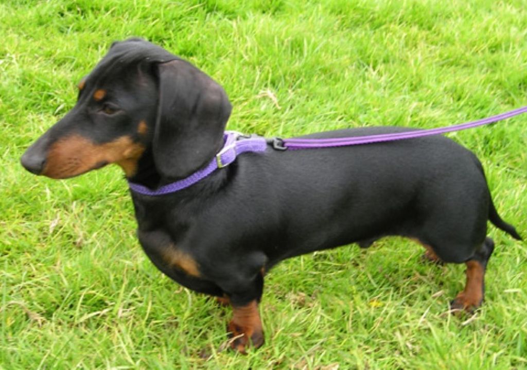 Bassotto tedesco a pelo corto. Bassotto tedesco a pelo corto.