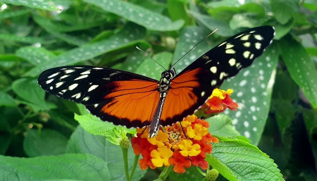 Un esemplare di Heliconius hecale, una farfalla che in ambiente protetto può vivere alcuni mesi