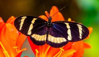 Il mistero delle farfalle che vivono 25 volte pi&ugrave; a lungo. Una scoperta utile contro l&rsquo;invecchiamento umano?