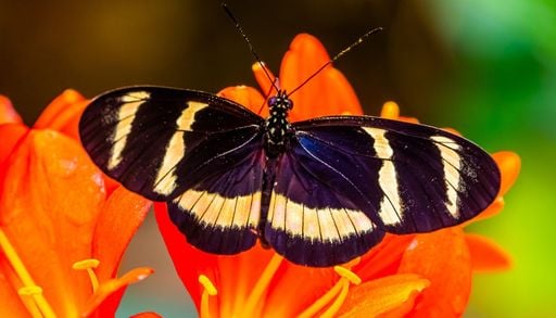 Il mistero delle farfalle che vivono 25 volte pi&ugrave; a lungo. Una scoperta utile contro l&rsquo;invecchiamento umano?