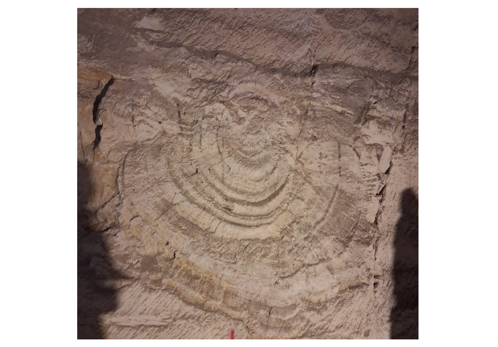La figura visibile su una parete verticale di roccia potrebbe essere la sezione trasversale di una struttura a cerchi concentrici come anche la sezione trasversale di un enorme tronco fossilizzato. Credit: S. Messina