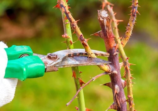 Il momento migliore per potare le rose &egrave; ora: gennaio prepara la fioritura pi&ugrave; abbondante dell&rsquo;anno