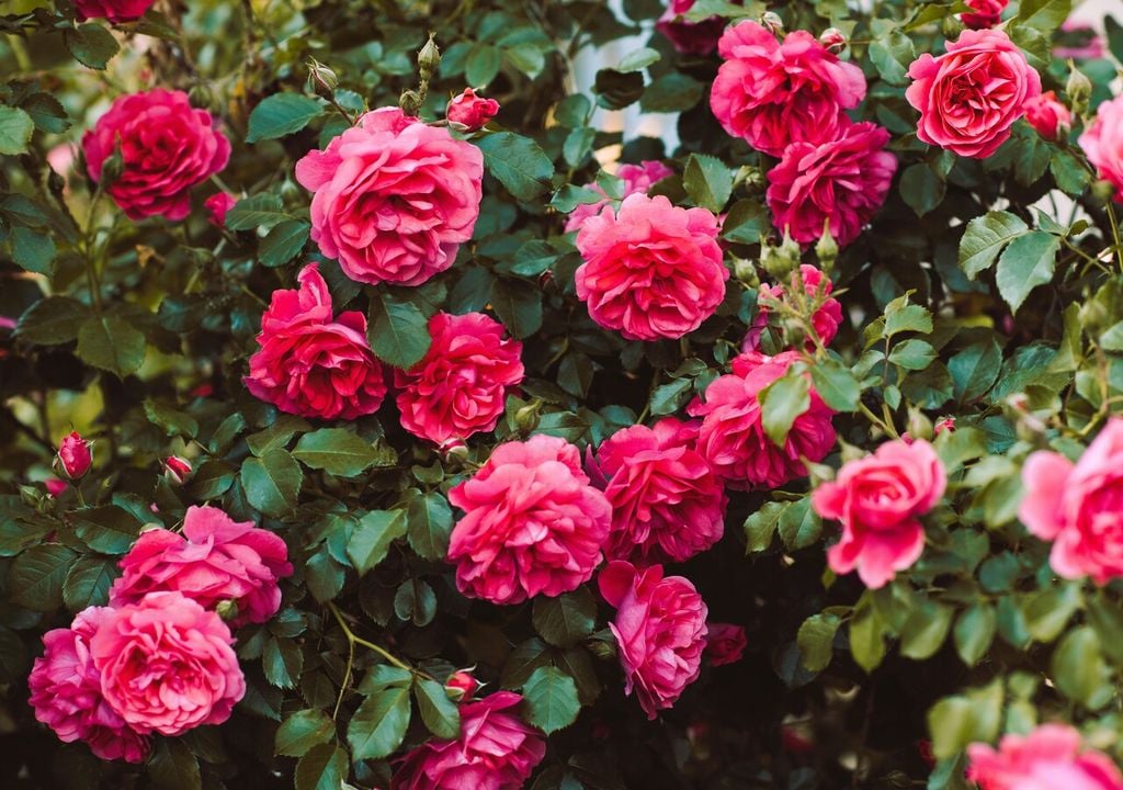 La fioritura delle rose: uno spettacolo della natura che piace a tutti