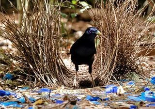 Il particolare e curioso rituale d'accoppiamento dell'uccello giardiniere