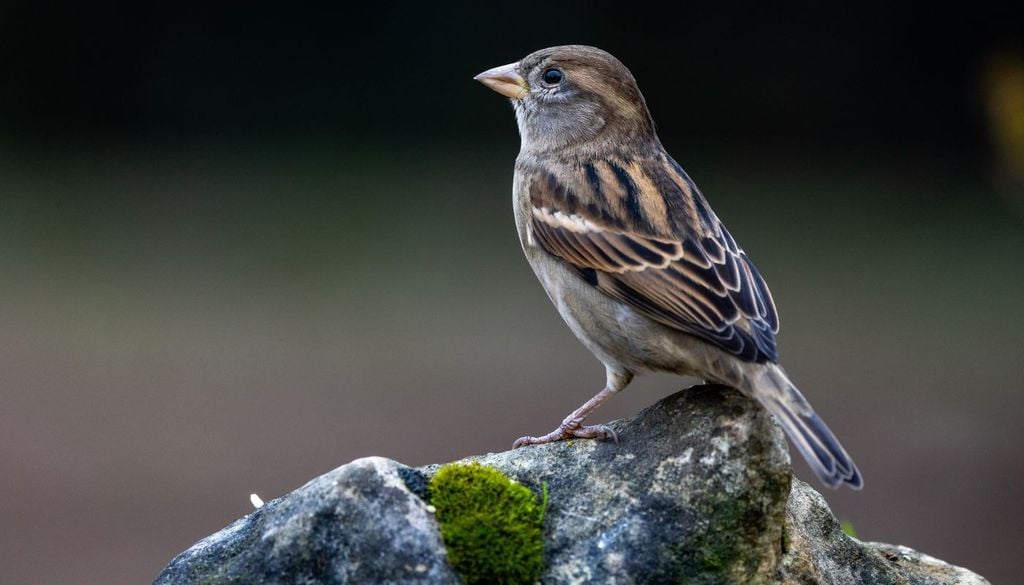 Passero domestico. L’innalzamento della temperatura sta cambiando i delicati equilibri naturali che regolano il fenomeno migratorio, come le date di arrivo e partenza delle specie volatili dall’Europa verso l’Africa. Anche la desertificazione e la scomparsa di zone umide, per la crescente antropizzazione.