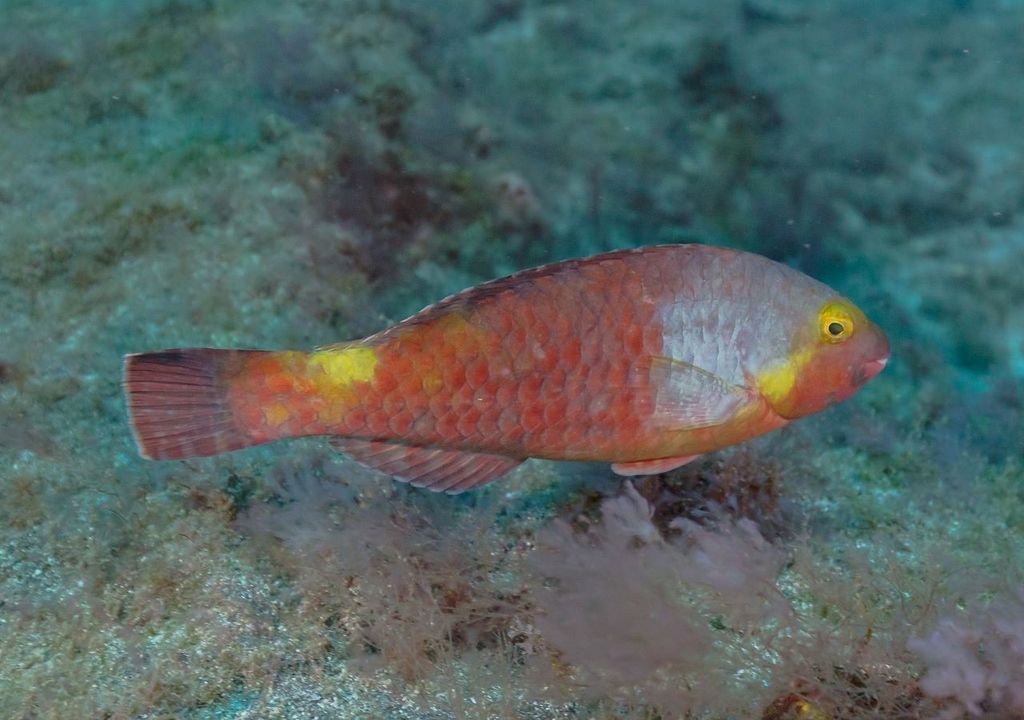 Sparisoma cretese