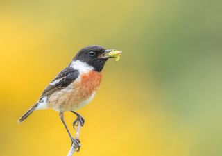 Il piccolo e grazioso uccellino da brughiera che rischia di scomparire dalle campagne italiane