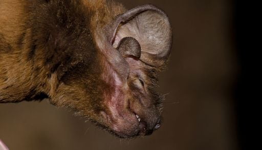 Il pipistrello pi&ugrave; grande d&rsquo;Europa in volo sulle Alpi Marittime: &egrave; la specie pi&ugrave; rara in Italia