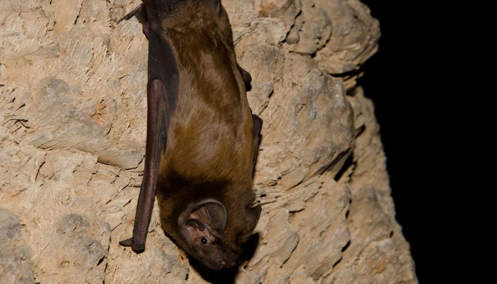 Una nottola gigante fotografata in una caverna delle Canarie