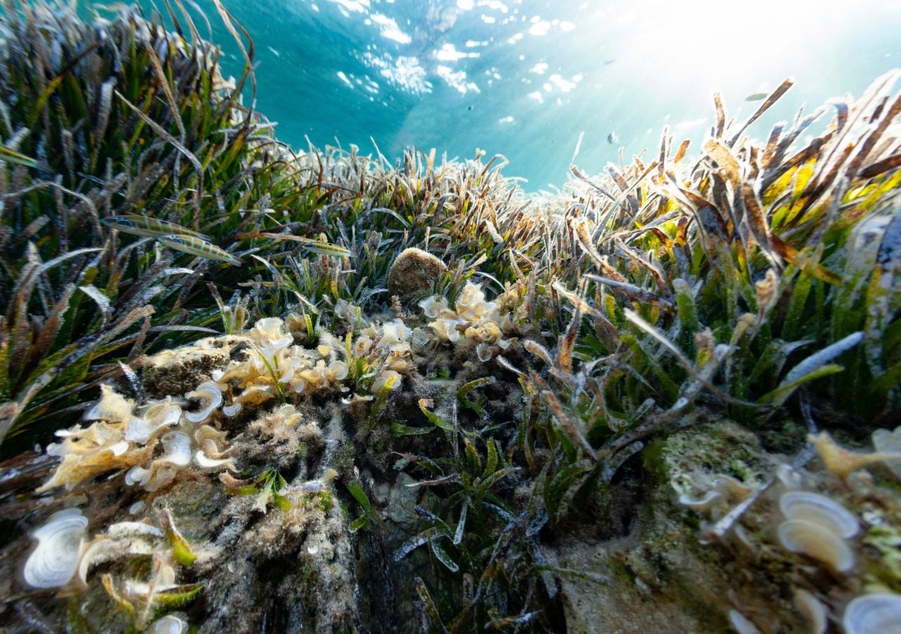 La posidonia, un'alga tipica dela flora del Mediterraneo