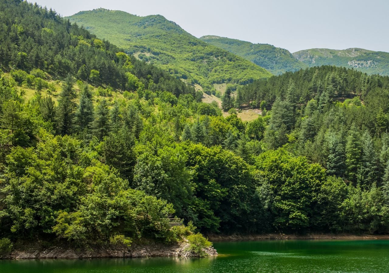 Un bosco di conifere sugli Appennini abruzzesi